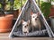 Two different size Chihuahua dogs sitting in gray teepee tent  tag between house plant pot in balcony, looking at camera