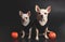 Two different size  short hair  Chihuahua dogs sitting on black background with plastic halloween pumpkins