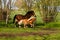 Two different tall horses are running on the paddock