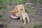 Two dingo puppies eating