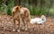 Two dingoes, canis lupus dingo, Victoria, Australia. This native species is also called a warrigal