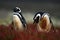 Two dirty bird in the ground hole eith red grass, Magellanic penguin, Spheniscus magellanicus, nesting season, animals in the