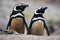 Two dirty bird in the ground hole, Penguin i nthe nest. Magellanic penguin, Spheniscus magellanicus, nesting season. Animals in th