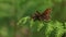 Two displaying rare Heath Fritillary Butterfly Melitaea athalia perching on bracken in a woodland clearing.