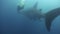 Two diver swimming near a whale shark underwater lagoon of ocean Galapagos.