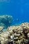 Two divers above coral reef at the bottom of tropical sea on blue water background