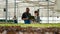 Two diverse organic farm workers using laptop with agricultural management software and pointing at rows with lettuce