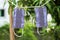 Two DIY handmade protective cloth fabric masks in Thailand hanging on clothesline.