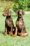 Two doberman puppys