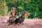 Two dog breeds dachshund, black and tan, stand their tongue out smiling against background of green trees in the park in summer