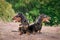 Two dog breeds dachshund, black and tan, stand their tongue out smiling against background of green trees in the park in summer