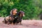 Two dog breeds dachshund, black and tan, stand their tongue out smiling against background of green trees in the park in summer