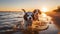 two dog friendship , puppy sit play on sunset in sea water on beach wild field