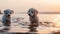 two dog friendship , puppy sit play on sunset in sea water on beach wild field