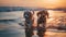 two dog friendship , puppy sit play on sunset in sea water on beach wild field