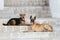 Two dog Malinois and Airedale