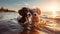 two dog play on beach , puppy sit play on sunset in sea water on beach wild fieldandspaniel