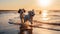 two dog play on beach , puppy sit play on sunset in sea water on beach wild fieldandspaniel