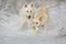 Two dog play in snow