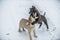 Two dog puppies playing and fighting in snow