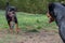 Two dog rottweiler playing together
