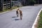 Two dog running asphalt road , animal outdoor background