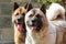 Two dogs Akita inu together looking to one side closeup