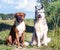 Two dogs, alaskan malamute and german boxer in nature sunny evening sitting