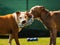 Two dogs amstaff terrier playing tog of war outside. Young and old dog fun in backyard