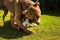 Two dogs amstaff terriers playing on grass outside. Young and old dog fun in backyard