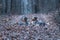 Two dogs australian shepherd sitting blue merle in nature trail