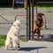 Two dogs bark at each other on the pet playground