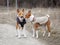 Two dogs basenji walk in the park. Spring day