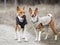 Two dogs basenji walk in the park. Spring day