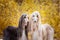 Two dogs, beautiful Afghan greyhounds, portrait