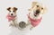 TWO DOGS BEGGING FOOD. LABRADOR AND JACK RUSSELL WAITING FOR EAT WITH A EMPTY BOWL. CLOSED EYES STANDING ON TWO LEGS. DRESSED WITH