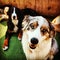 Two dogs berniese mountain dog Australian shepard