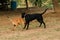 Two dogs biting each other until the dust clouded