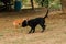 Two dogs biting each other until the dust clouded