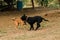 Two dogs biting each other until the dust clouded