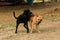 Two dogs biting each other until the dust clouded