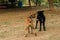 Two dogs biting each other until the dust clouded