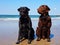 Two dogs black and brown labradors