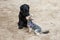 Two dogs - black terrier and yorkshire terrier met on walk