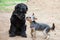 Two dogs - black terrier and yorkshire terrier met on walk