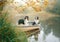 Two dogs in a boat in autumn. Tricolor australian shepherd in nature