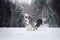 Two dogs breed Alaskan Malamute walking in winter