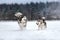 Two dogs breed Alaskan Malamute walking in winter