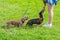 Two dogs of the breed dachshund near his mistress. Woman gives food to a dog