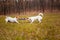 Two dogs of breed Jack Russell Terrier are played by pulling a puller on the lawn